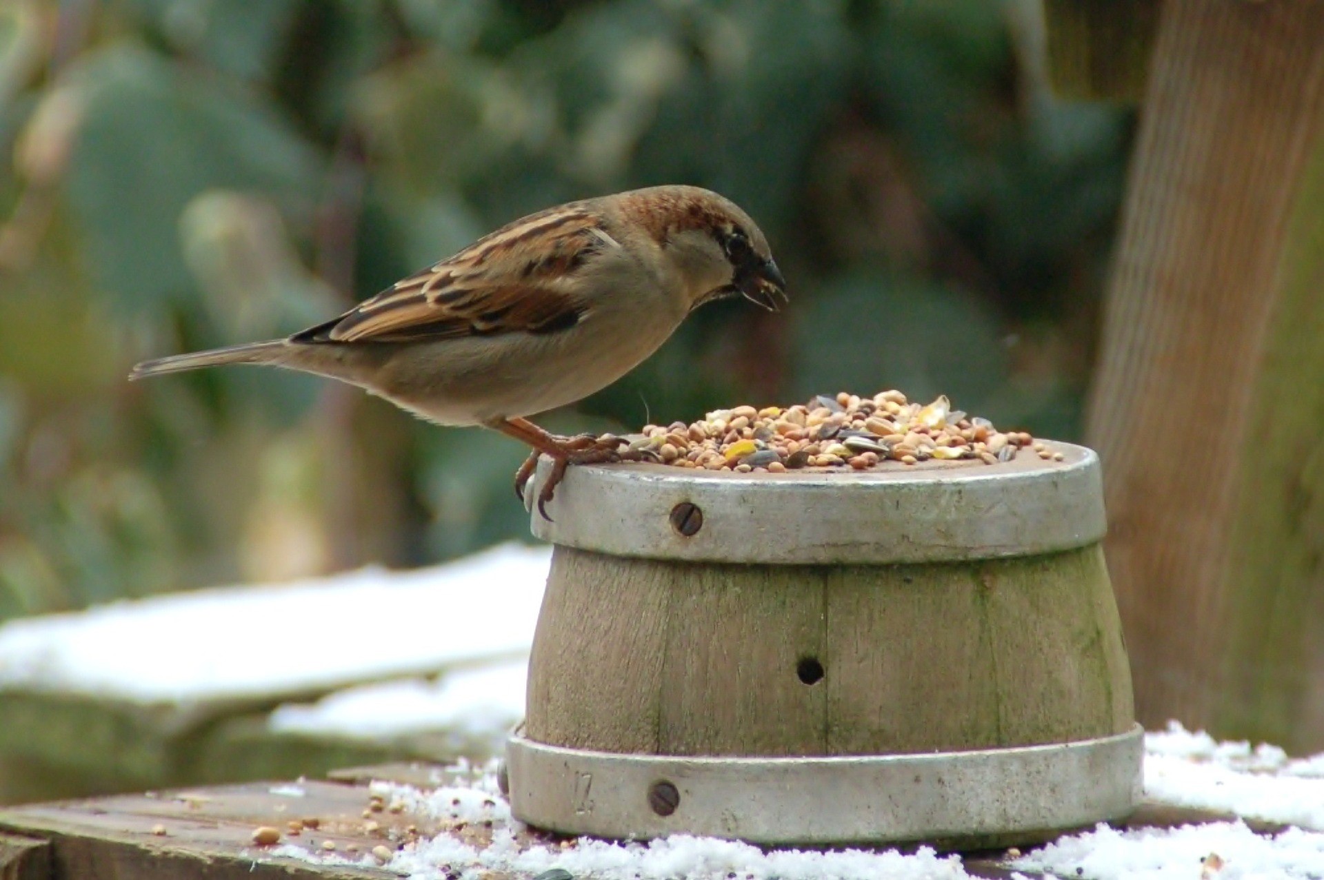 The Best Birds Food Brand Ideas