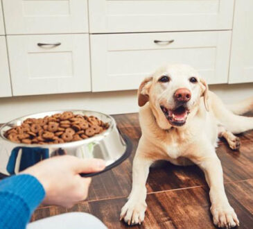 Top 10 Healthiest Dog Foods For Your Dog