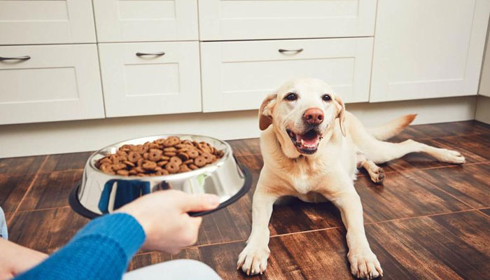 Top 10 Healthiest Dog Foods For Your Dog