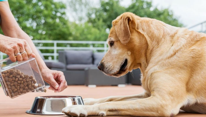 Why Pet Food Is Important For Your Pets