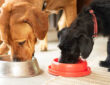 5 Healthiest Dog Food to Feed Your Dog