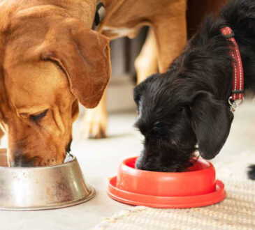 5 Healthiest Dog Food to Feed Your Dog