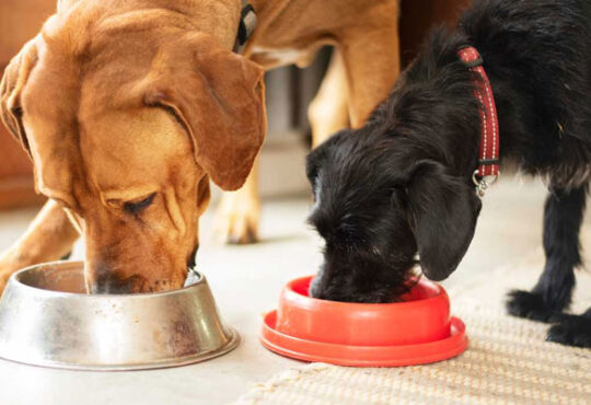 5 Healthiest Dog Food to Feed Your Dog