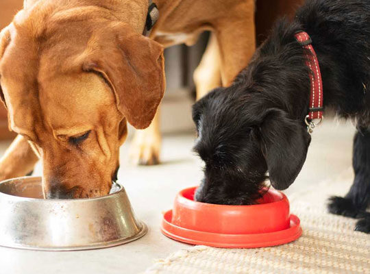5 Healthiest Dog Food to Feed Your Dog
