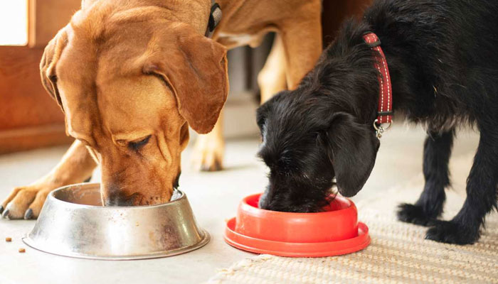 5 Healthiest Dog Food to Feed Your Dog
