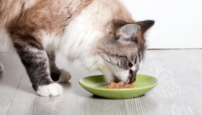 5 Common Mistakes to Avoid When Feeding Your Cat