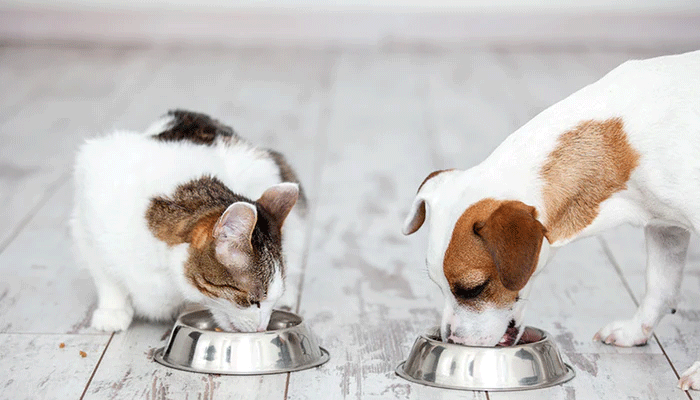 5 Common Myths About Pet Food Debunked