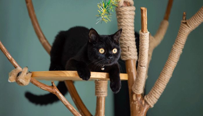 Cat Tree: the Benefits of Vertical Space for Cats