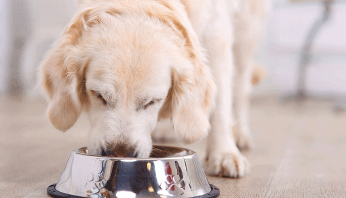 Expert Review: The Healthiest Dog Foods on the Market