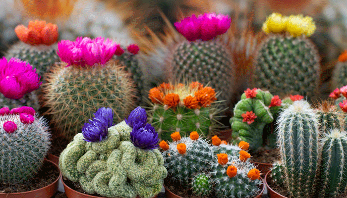 The Most Beautiful Flower Cactus Plants for Indoor Spaces