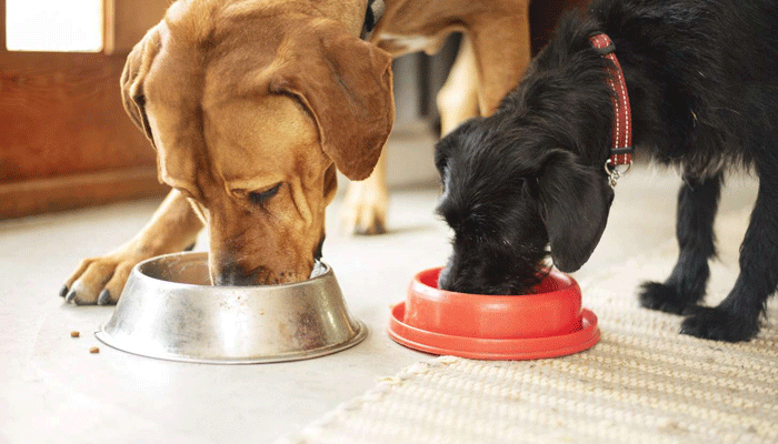 The Top 5 Benefits of Feeding Your Pet High-Quality Food