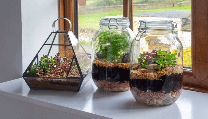 The Top Terrarium Plants to Purify Your Indoor Air Quality