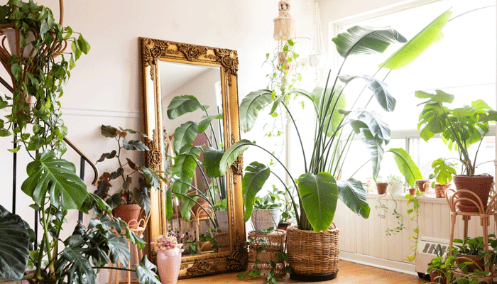 Trendy Indoor Plants That Will Elevate Your Home Decor