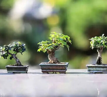 Most Popular Bonsai Tree Species for Your Home