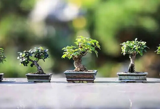 Most Popular Bonsai Tree Species for Your Home