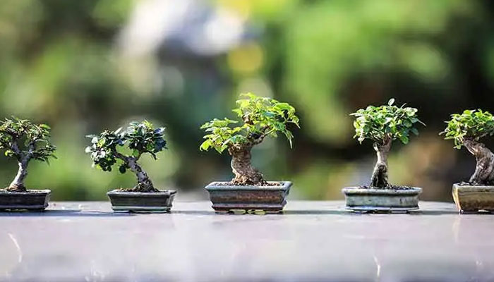 Most Popular Bonsai Tree Species for Your Home