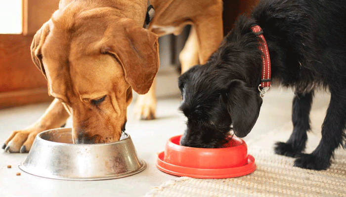 Tested: The Best Healthy Dog Foods Options for Your Pet