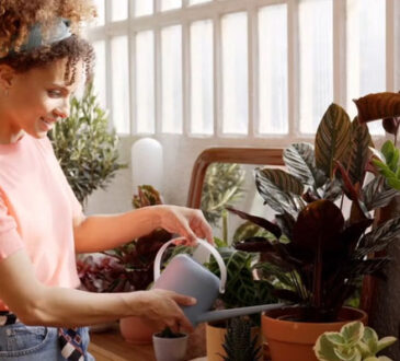 The Best Indoor Plant Pots: A Comprehensive Review