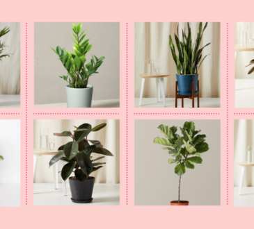 Indoor Plants