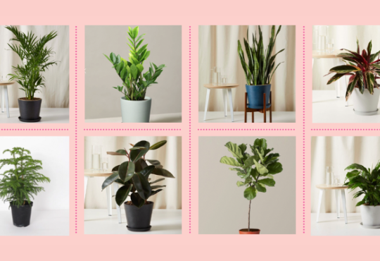 Indoor Plants